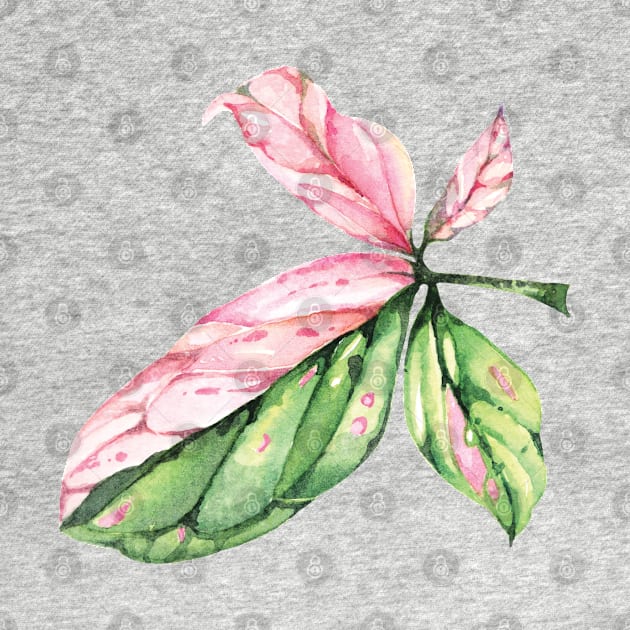 Syngonium Pink Splash Leaf by gronly